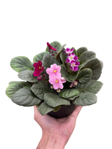 African Violet