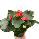 Begonias