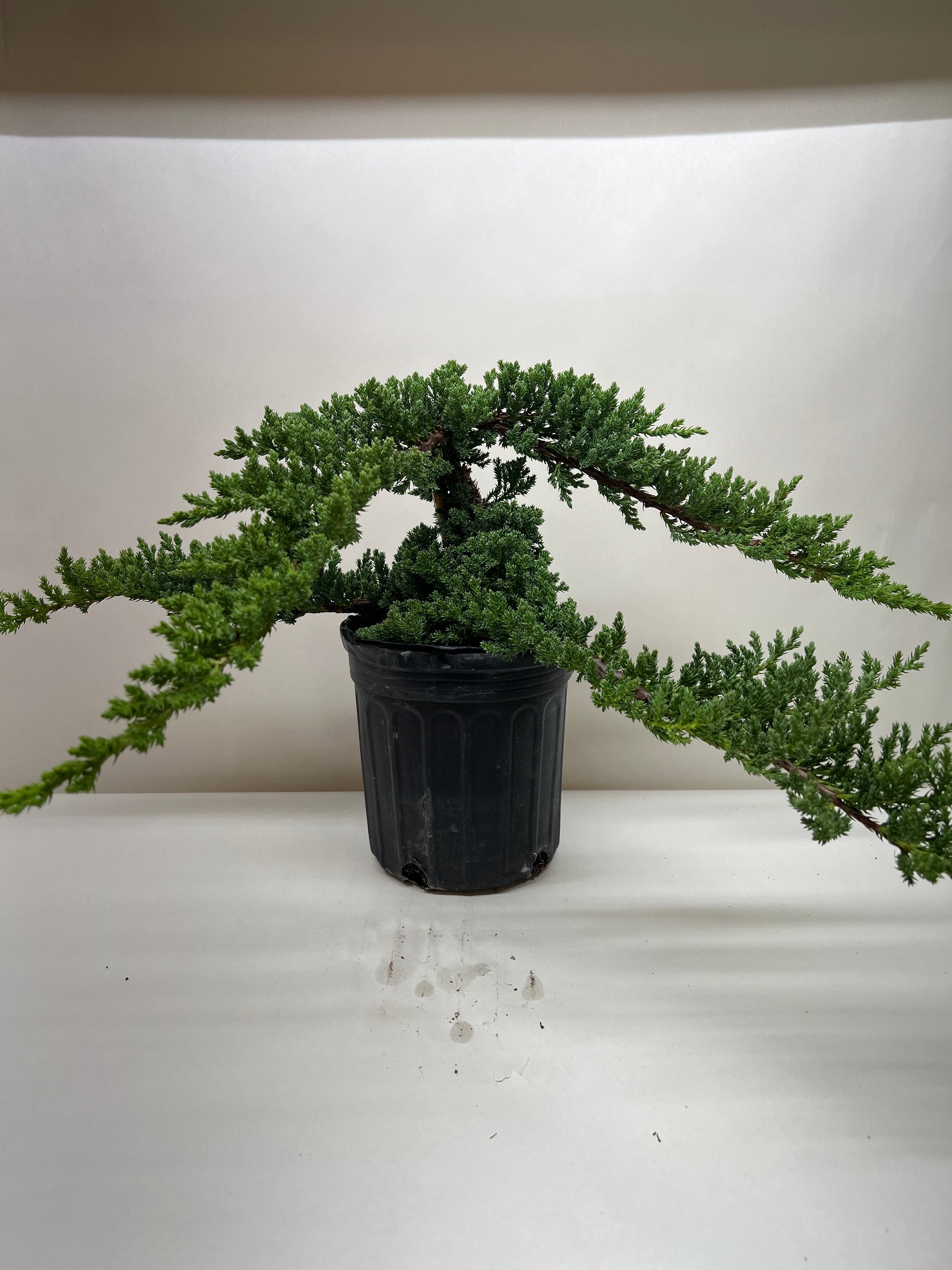 juniper bonsai tree for sale Stylized Japanese Juniper Bonsai Tree - 4