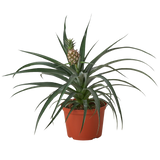 Bromeliad 'Yellow Pineapple' - 6" Pot