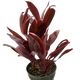 Dracaena