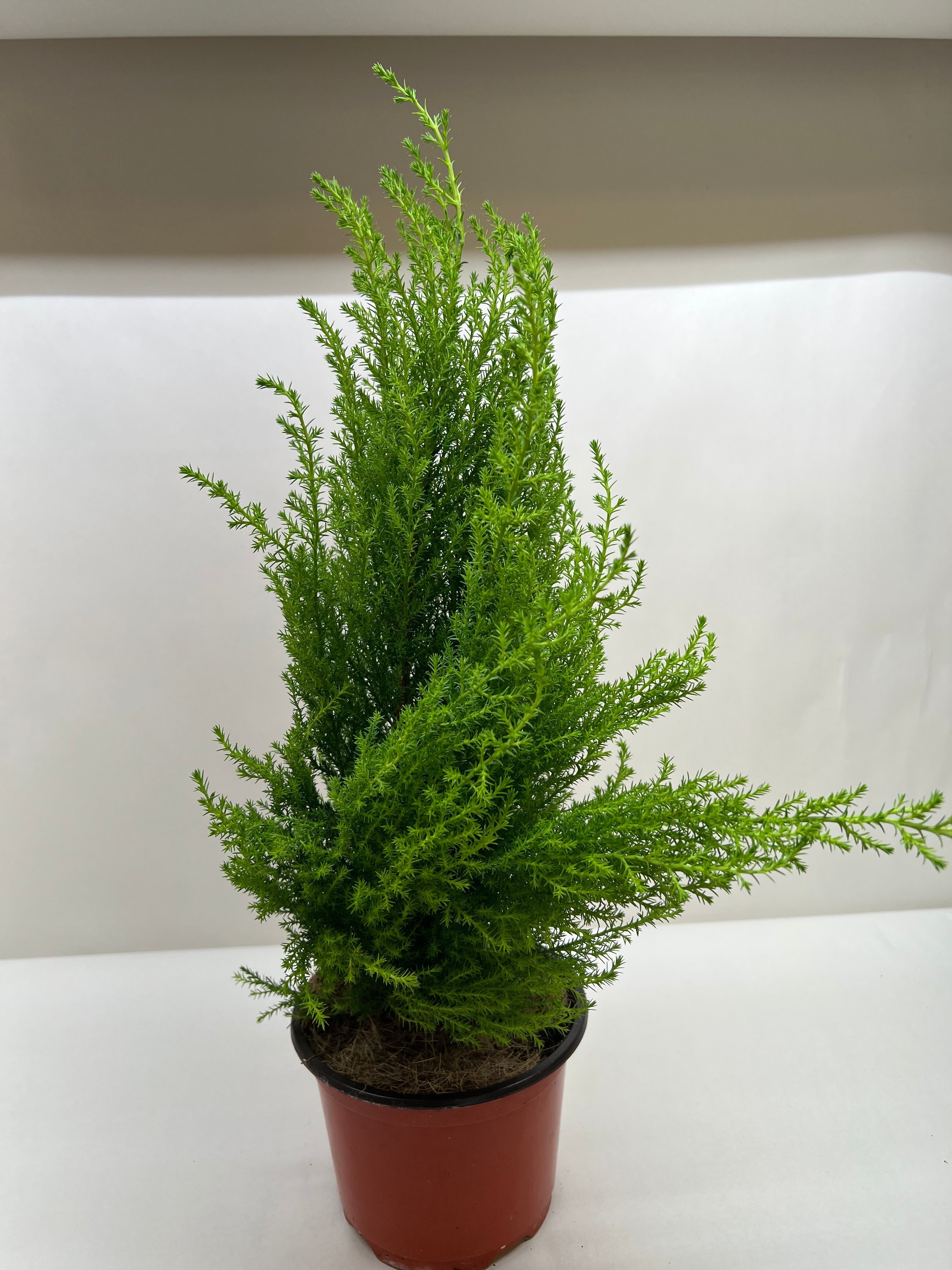 Cypress Lemon – PlantsandTrees.com