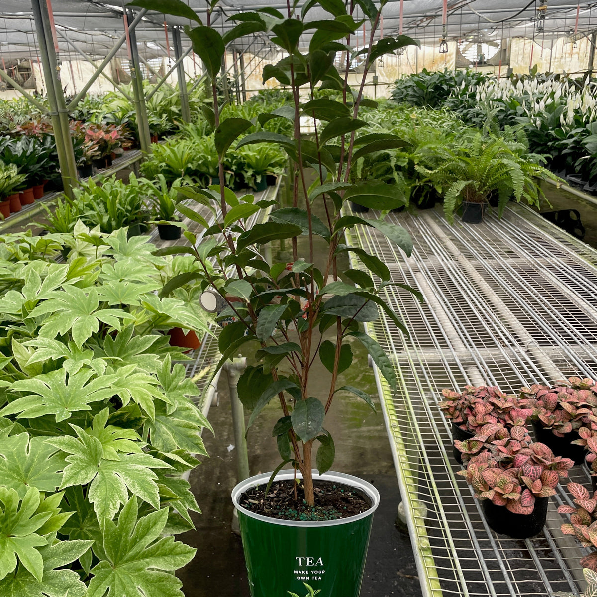 ED Tea – PlantsandTrees.com