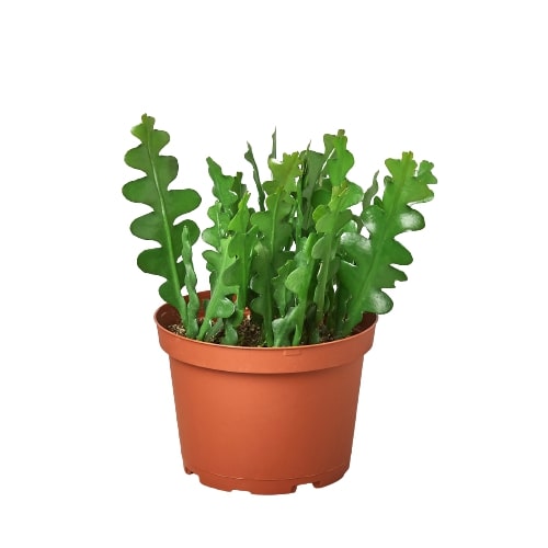 Epiphyllum 'Ric Rac' Cactus – PlantsandTrees.com