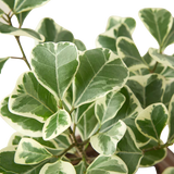 Ficus Elastica 'Triangularis' Variegated