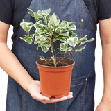 Ficus Elastica 'Triangularis' Variegated