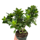 Gardenia 'Bush'
