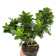 Gardenias