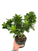 Gardenia 'Bush'
