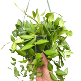 Hoya 'Burtoniae'