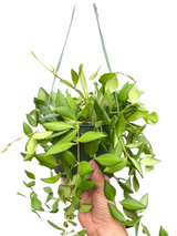 Hoya 'Burtoniae'