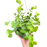 Hoya Cumingiana