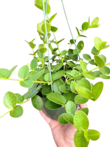 Hoya Cumingiana