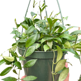 Hoya 'Lacunosa'