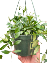 Hoya 'Lacunosa'