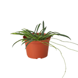Hoya 'String Bean'