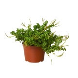 Peperomia 'Axillaris'