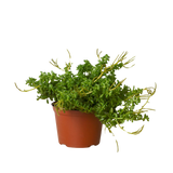Peperomia 'Axillaris'
