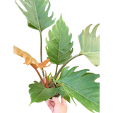 Philodendron Caramel Pluto
