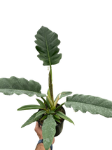 Philodendron 'Jungle Boogie'