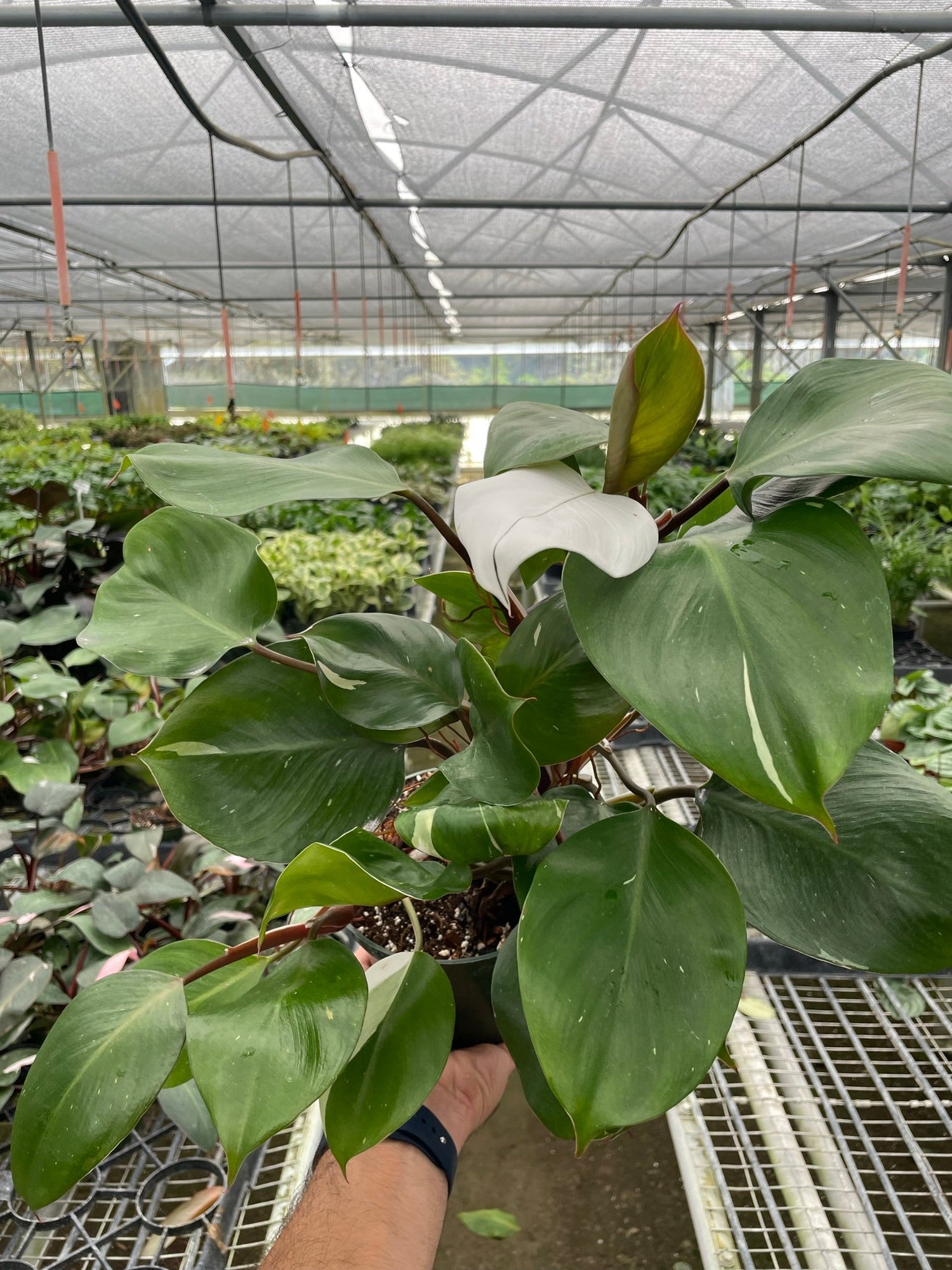 philodendron erubescens white knight Philodendron 'White Knight' – PlantsandTrees.com