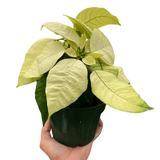 Poinsettia 'White'