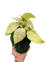 Poinsettia 'White'