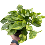Pothos 'Lemon Meringue'