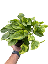 Pothos 'Lemon Meringue'