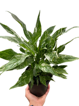 Variegated Spathiphyllum 'Domino'