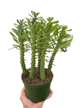 Euphorbia 'Sausage Spurge'