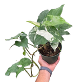 Syngonium 'Albo'