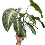 Xanthosoma 'Lendenii'