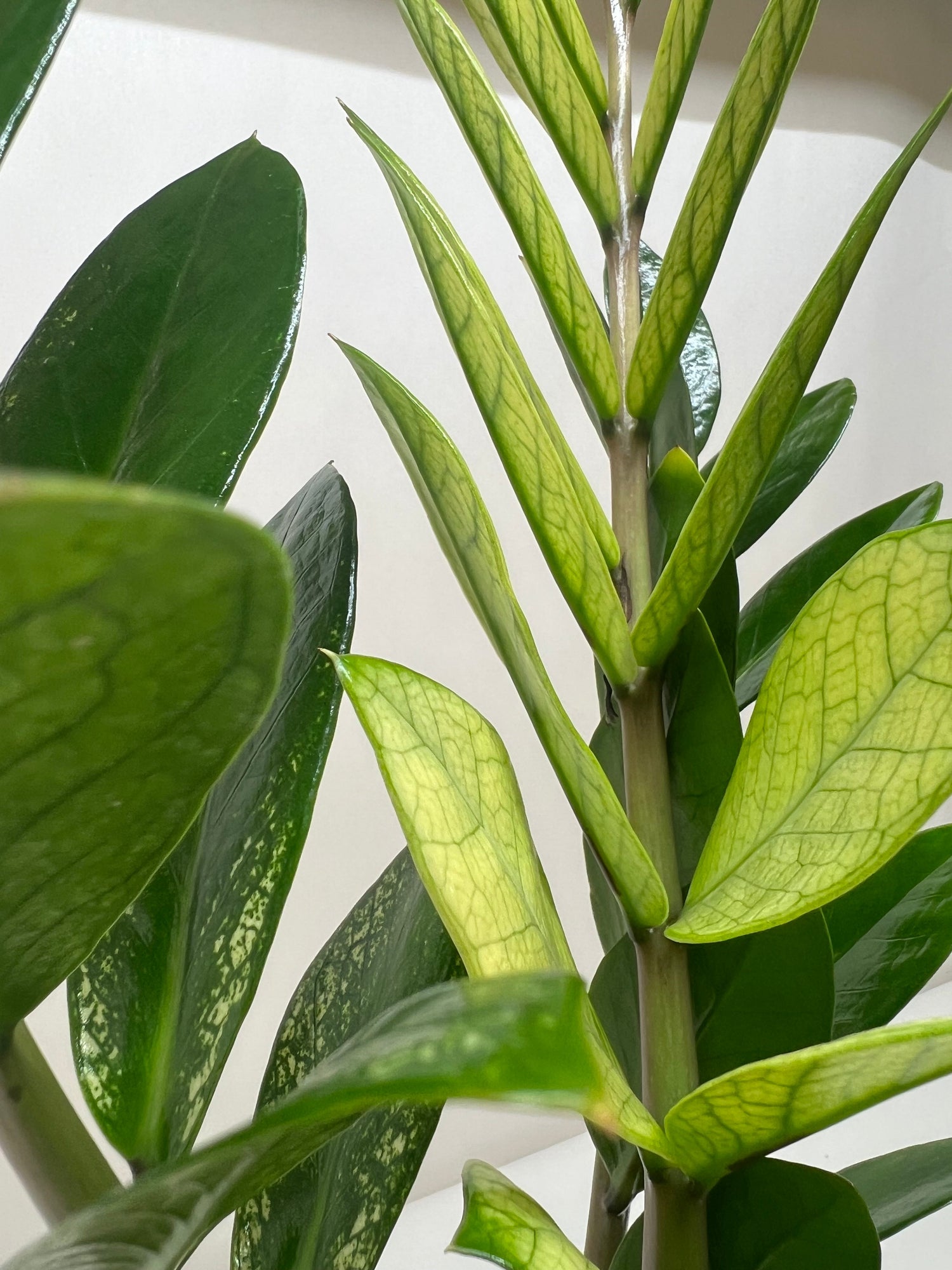 chameleon zz plant near me Zamioculcas 'Chameleon'