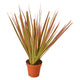 Dracaena