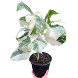Monstera 'Albo Borsigiana Variegated'