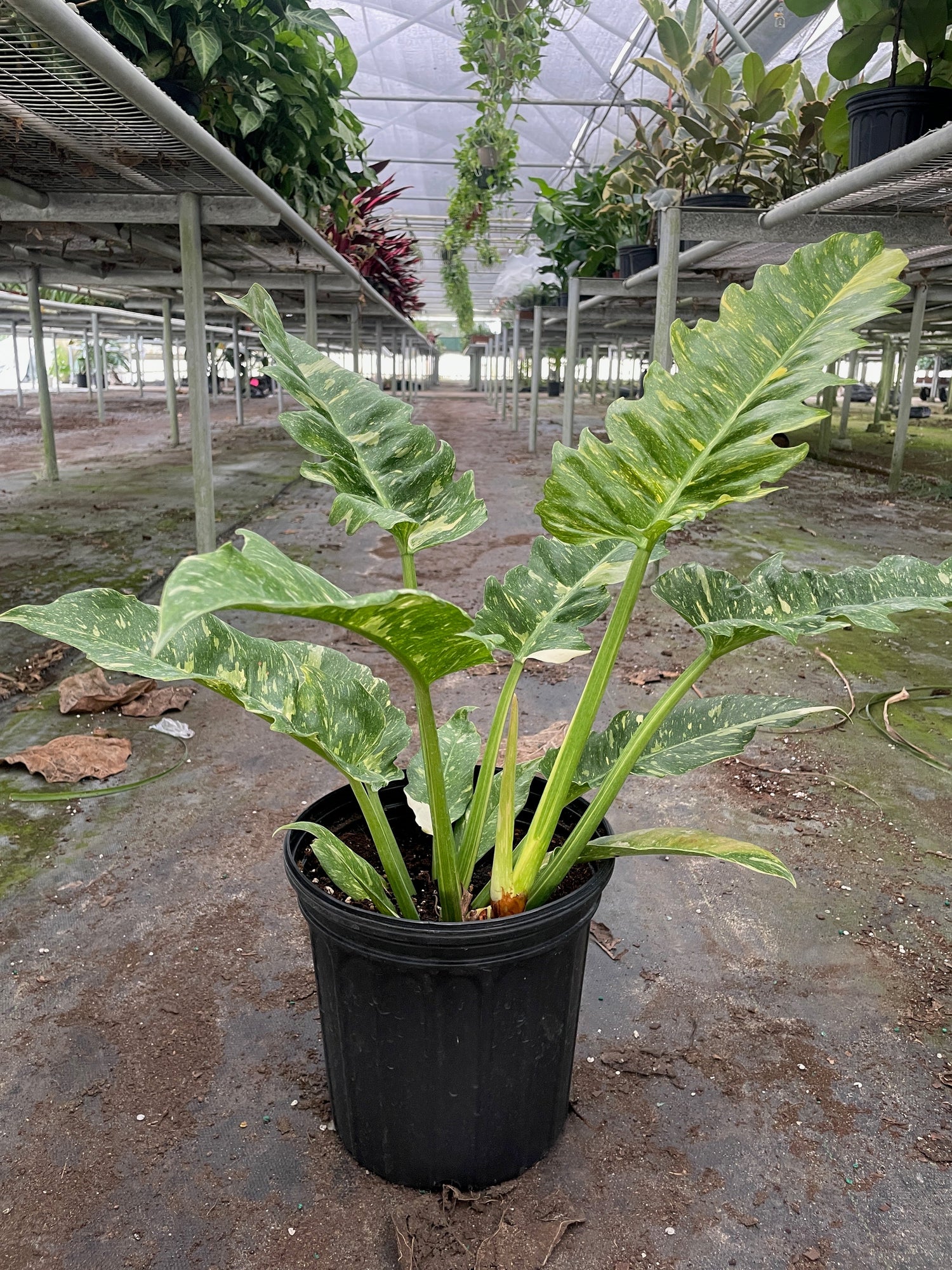philodendron variegated ring of fire Philodendron Ring of Fire Variegated – PlantsandTrees.com