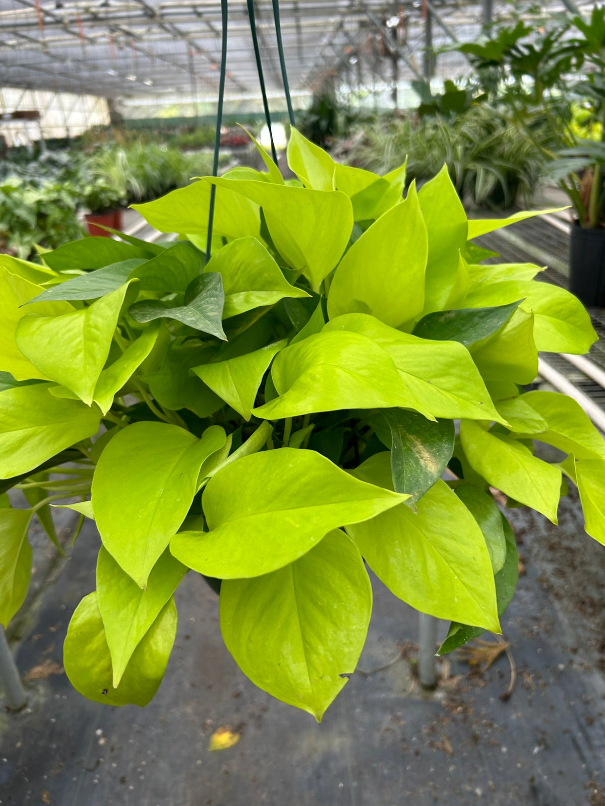 12+ Pothos Neon 12+ Pothos Neon