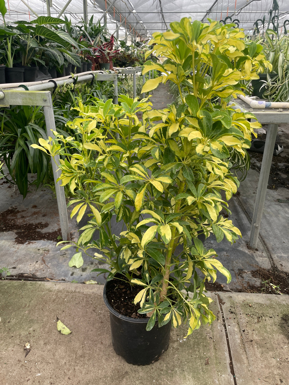 17+ Variegated Schefflera 17+ Variegated Schefflera