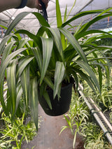 Spider Plant Hawaiian