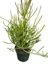 EUPHORBIA 'PENCIL CACTUS'