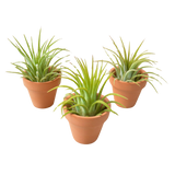 3 Ionantha Air Plants with Mini Terra Cotta Pots