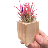 Tillandsia Air Plant Ionantha in Magnetic Wood Planter