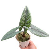 Alocasia 'Scalprum'