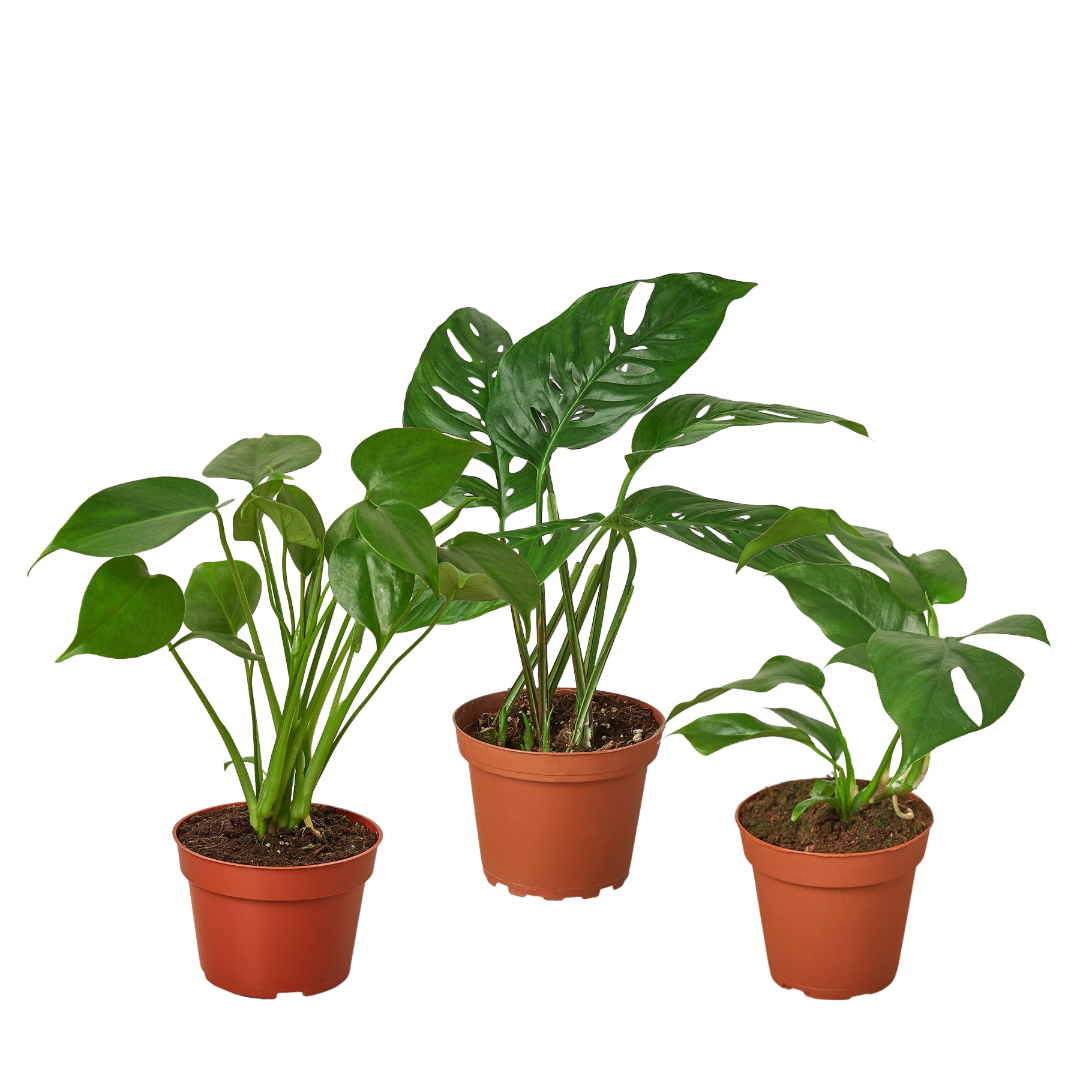Monstera Bundle  PlantsandTrees.com