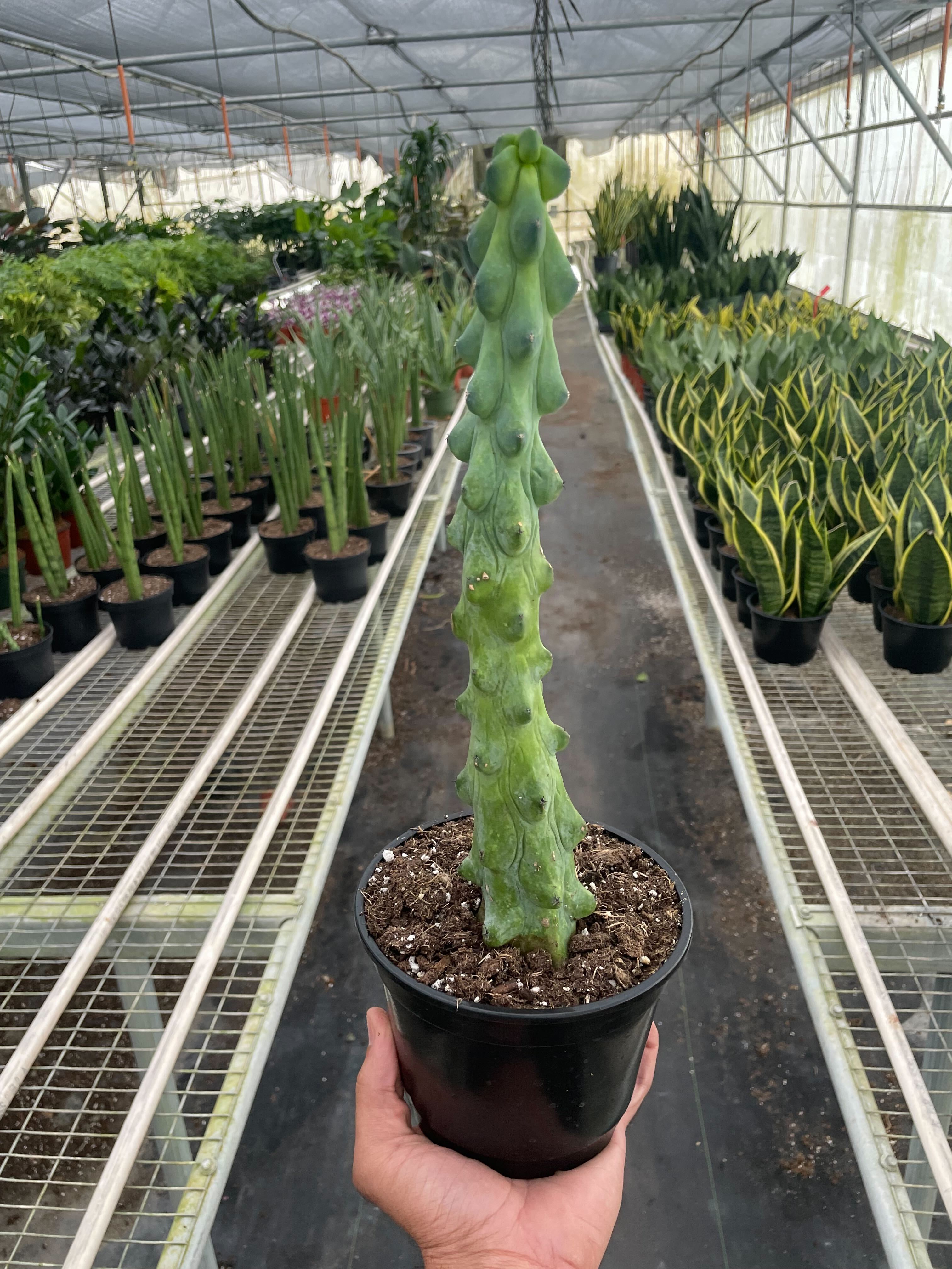 Cacti – PlantsandTrees.com