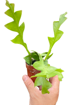 Shark Tooth Orchid Cactus