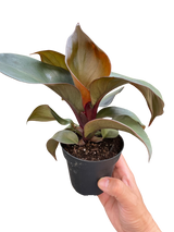 Philodendron 'Red Heart'