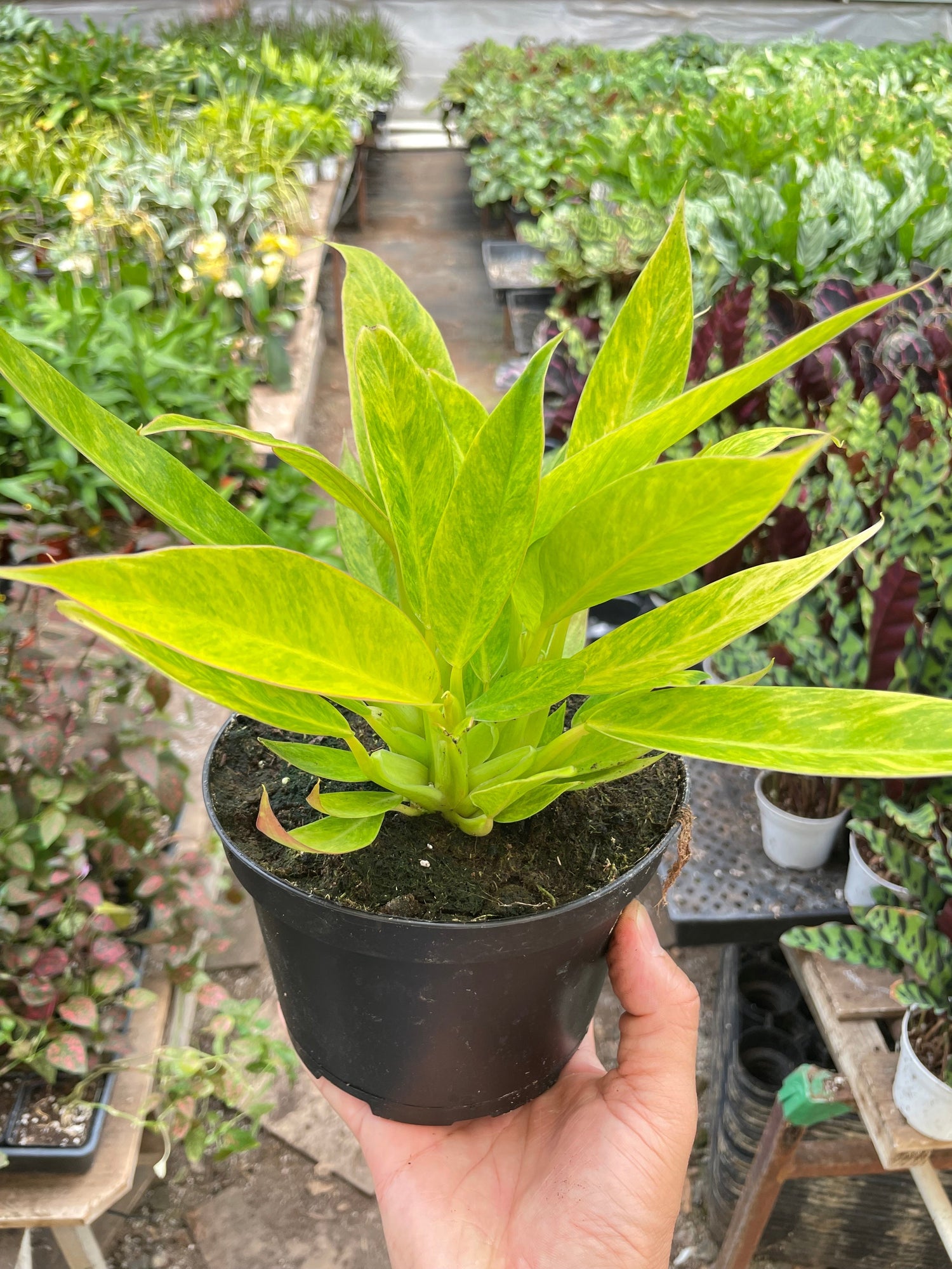 philodendron calkins Philodendron 'Calkins Gold' – PlantsandTrees.com