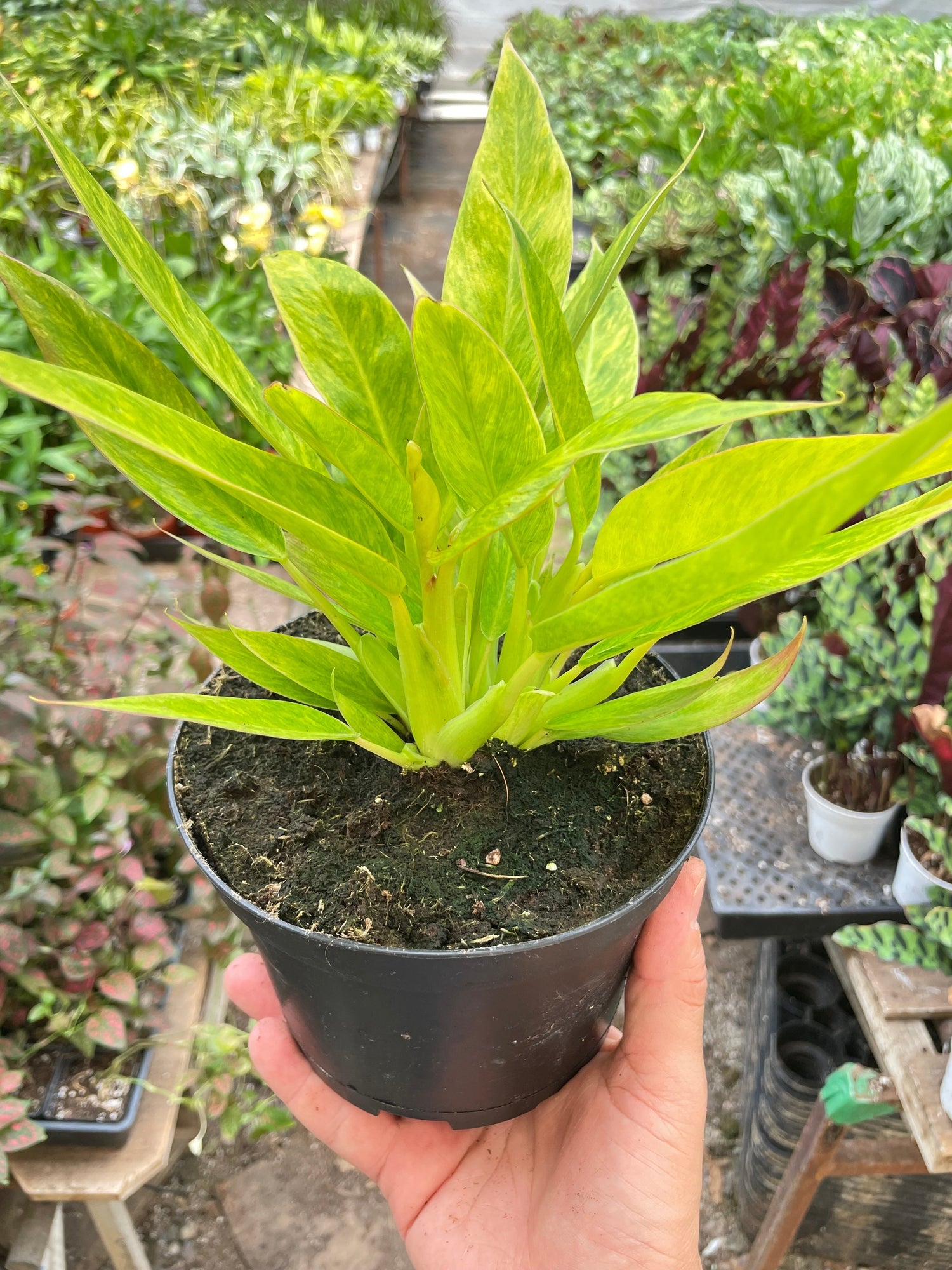 philodendron calkins gold for sale Philodendron 'Calkins Gold' – PlantsandTrees.com
